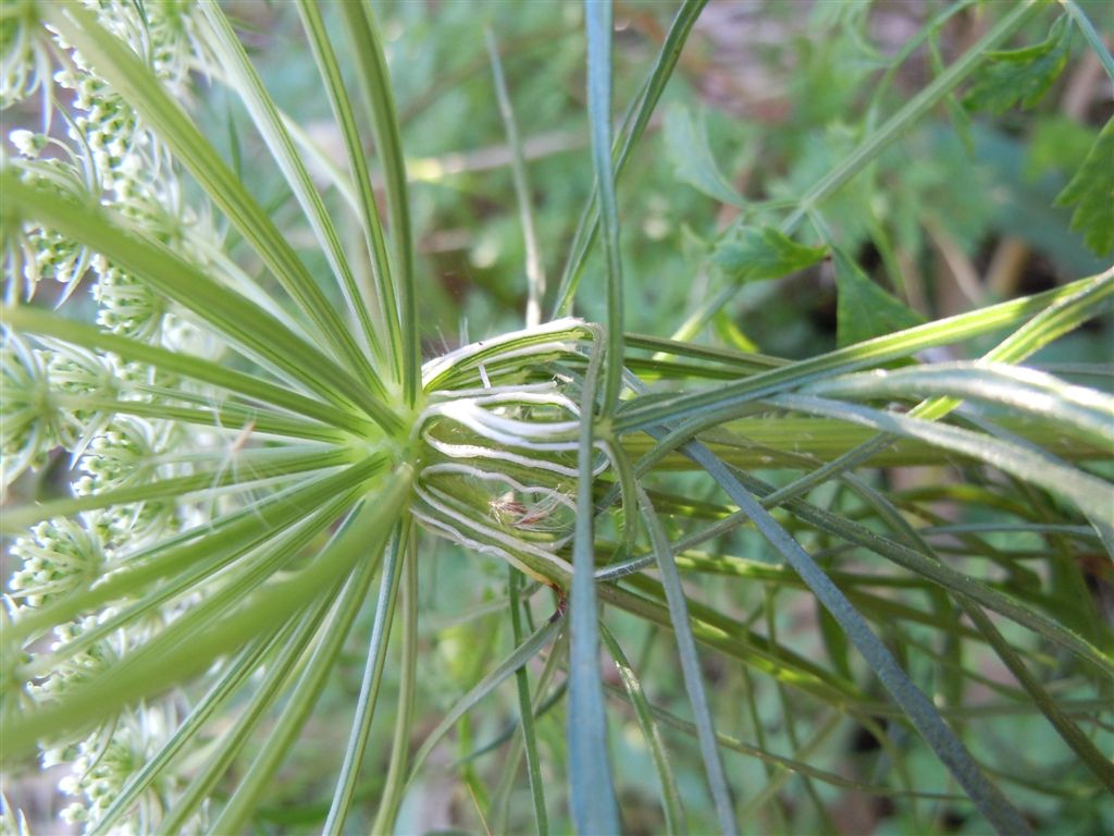 Daucus carota s.l. / Carota selvatica